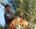 آغاز برداشت خرما از نخلستان های مهران