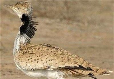 کشف 12 قطعه هوبره در فردوس