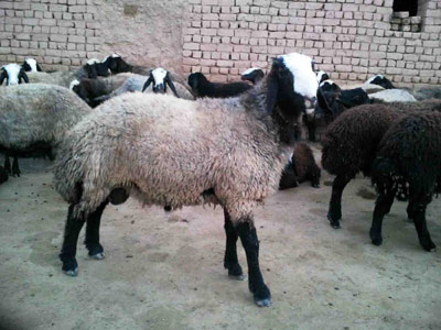از محل صندوق توسعه ملی کشور:اختصاص حدود 10 میلیارد تومان اعتبار برای پروار بندی دام عشایر خراسان جنوبی