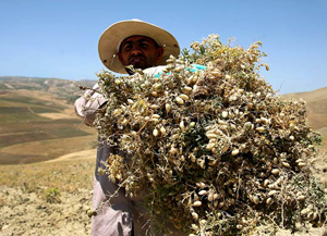 برداشت نخود آبی و دیم در استان چهارمحال و بختیاری