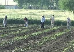 آغاز برداشت صیفی جات از مزارع شهرستان ماهنشان