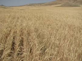 خسارت خشکسالی به مزارع گندم و جو دیم