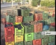 پیش بینی برداشت بیش از 100هزار تن انگور از تاکستانهای کردستان