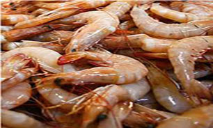 افزايش 25 درصدي توليد ميگوي پرورشي در سال جاري