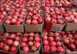 صادرات انار خلیل‌ آباد به کره جنوبی و ژاپن