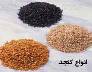 پیش بینی تولید 380 تن کنجد در آذربایجان شرقی
