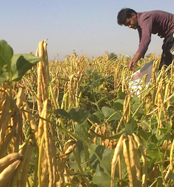 آغاز برداشت لوبیا در استان چهارمحال و بختیاری