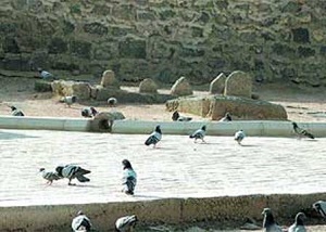 شیعیان واقعی امام صادق(ع) چه کسانی هستند؟