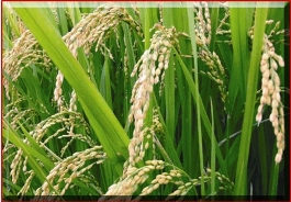 آغاز برداشت برنج ارگانیک در گیلان