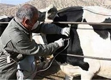 معدوم کردن 160 راس گاو بیمار مبتلا به لمپی اسکین در کردستان