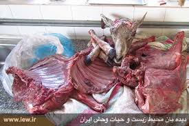 کشف لاشه سه راس قوچ وحشی در خراسان شمالی