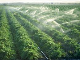 اجرای طرح آبیاری تحت فشار مزارع سیستان