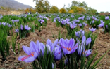 جابجایی و کاشت پیاز زعفران در شهرستان نطنز آغاز شد.