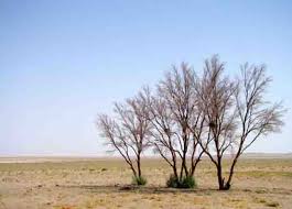کاهش 50 درصدی علوفه در مراتع استان سمنان