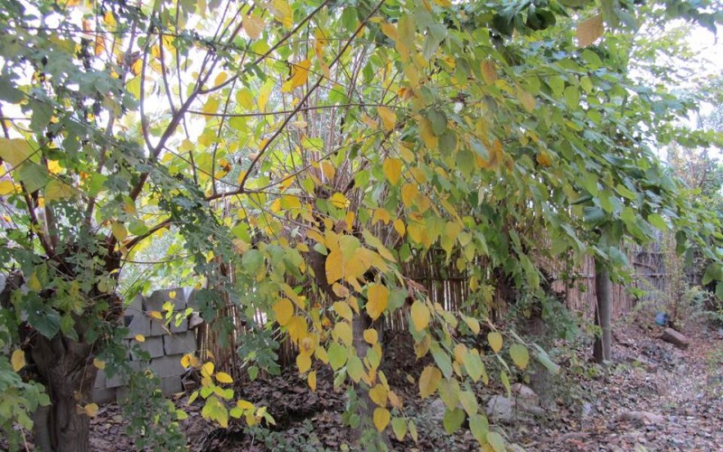آثاربجای مانده ازدوره ساسانی در شهر منصوریه + تصاویر