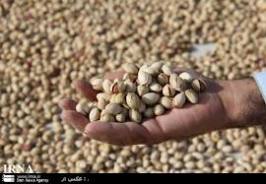 افزایش دو برابری صادرات پسته از خراسان رضوی
