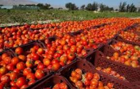 پیش بینی برداشت 600 هزار تن گوجه فرنگی از سطح 16 هزار هکتار در خراسان رضوی