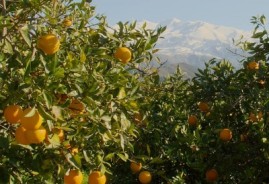 اجرای نخستین طرح سرشماری عمومی کشاورزی الکترونیک در گیلان