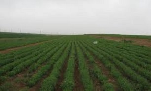 كرمانشاه رتبه سوم خريد گندم كشور را كسب كرد