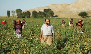 جدال با "خارهای غلطان" در شبکه سحر