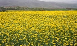 اغاز برداشت دانه روغنی  کلزا در دهگلان