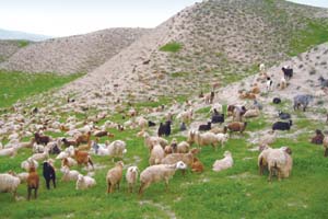 بيستم شهريور پايان زمان حضور دام در مراتع استان چهارمحال و بختیاری