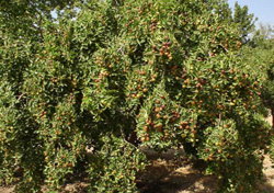 ایجاد 276 هکتار باغ جدید پسته و عناب در خراسان جنوبی