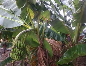 با خوردن این میوه سکته نمی کنید