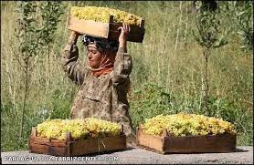 کاهش 80 درصدی تولید انگور در استان اردبیل