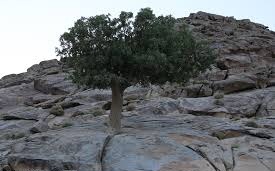 آلودگی40 درصد ازجنگل های اورس استان سمنان به بیماری اورس واش