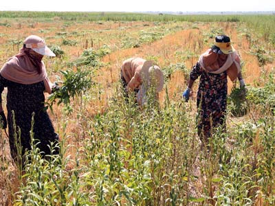 درآمد بیش از 26 میلیارد ریالی برداشت کنجد در خراسان جنوبی
