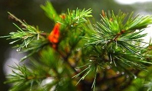 بارش پراکنده در شهرهای کوهستانی تهران