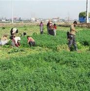 لزوم همکاری تمام دستگاه‌های اجرایی در سرشماری عمومی کشاورزی