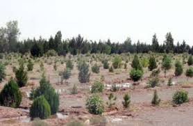 نهال‎کاری 200 هکتار از اراضی بیابانی شاهرود