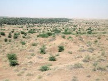 تاغزارهای سبزوار، زغال قلیان می‌شوند!