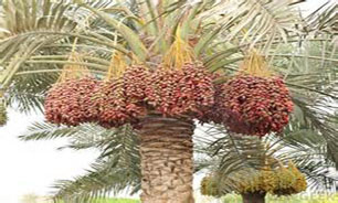 نرخ تضمینی خرما واقعی باشد نخل داران هم راضی می‌شوند