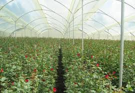 ایجاد 10 هزار هکتار فضای گلخانه ای در کشور