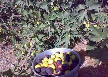 درآمد بیش از 10 میلیارد ریالی برداشت انجیر در خراسان جنوبی