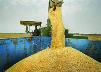 ارزش گندم خریداری شده خراسان جنوبی بیش از 11 میلیارد تومان