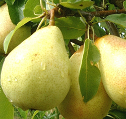 آغاز برداشت گلابی در باغات استان چهارمحال و بختیاری