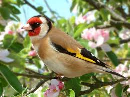 دستگیری شکارچی غیر مجاز 8 قطعه سهره طلایی در اردبیل