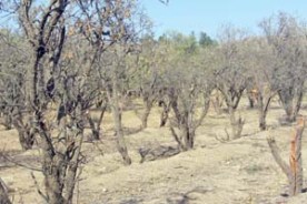 خسارت سنگین 120 میلیارد تومانی خشکسالی به شهرستان کلات