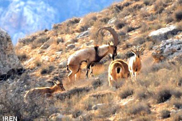 شکارچیان غیر مجاز در سمنان به دام افتادند