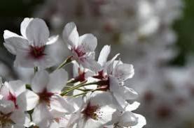 شکوفه دادن درخت گلابی در پائیز