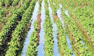 اجرای طرح آبرسانی به زمینهای کشاورزی اصفهان