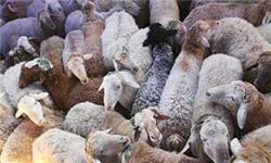 انجام قربانی در سرزمین منا آغاز شد/ گوشت‌های قربانی به ۲۸ کشور نیازمند ارسال می‌شود