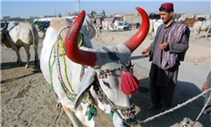 بازار بزرگ دام‌ در مرز پاکستان و "افغانستان"