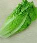 کاهو گیاهی تاثیرگذار در افزایش حرکات روده