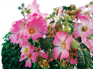 درمانی گیاهی برای رفع گلودرد و سرفه‌