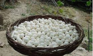 به جای رژیم گرفتن، این ماده غذایی را بخورید تا لاغر شوید!